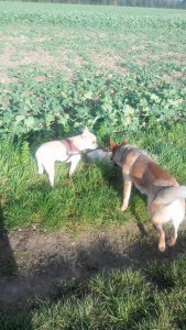 educateur canin 27