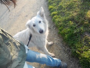 éducation canine berger blanc suisse