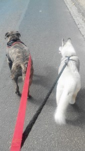 educateur canin barentin