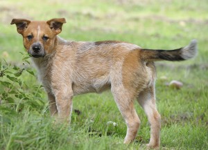 educateur canin normandie