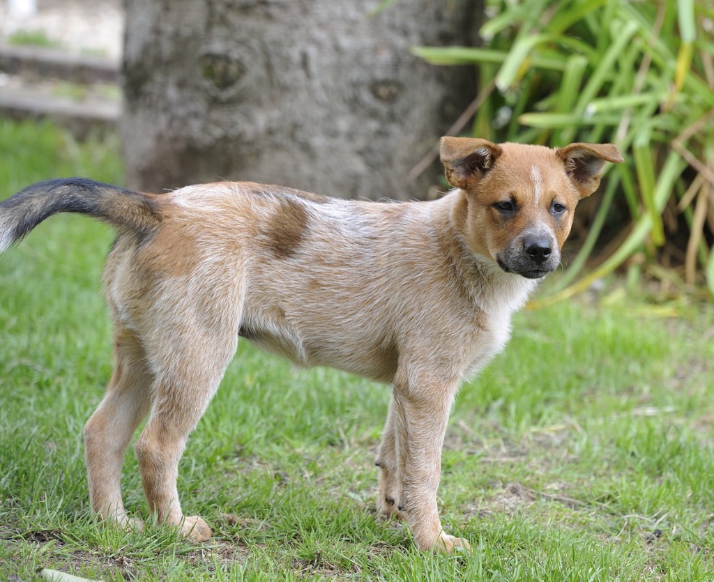 educateur canin eure