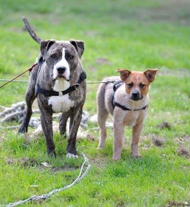 educateur canin normandie