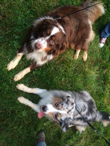 chiens dans l'herbe