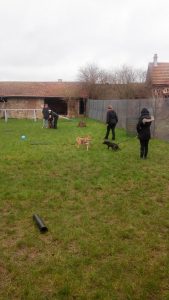 cours collectif chien oise