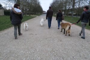 education canine compiegne