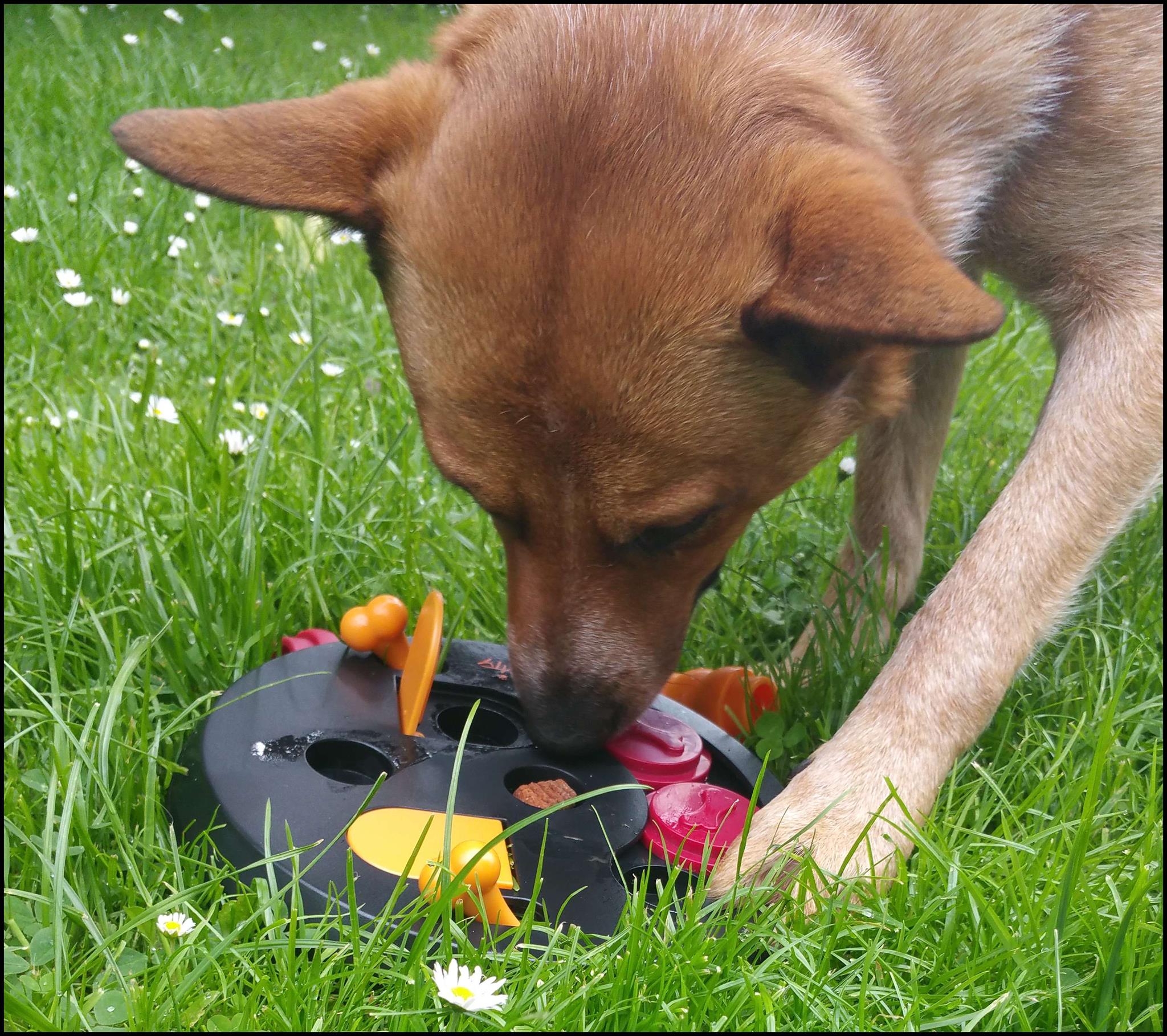 Mon chien s’ennuie Conseils d’un éducateur canin à Rouen
