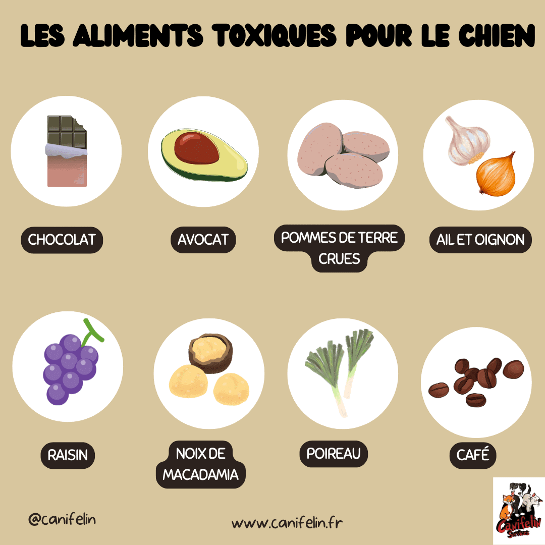Fruits Rouges Toxique Les aliments toxiques pour les chiens - CANIFELIN SERVICES
